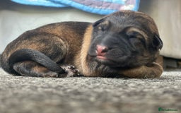 German Shepherd dogs for sale: This gorgeous boy needs a chance  - Image 1