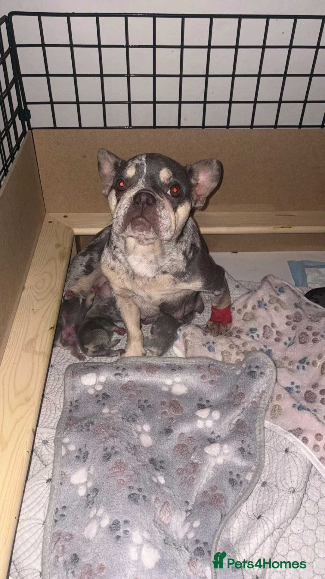French Bulldog dogs for sale: *Beautiful DWKC Registered French Bulldog Puppies* - Advert 4