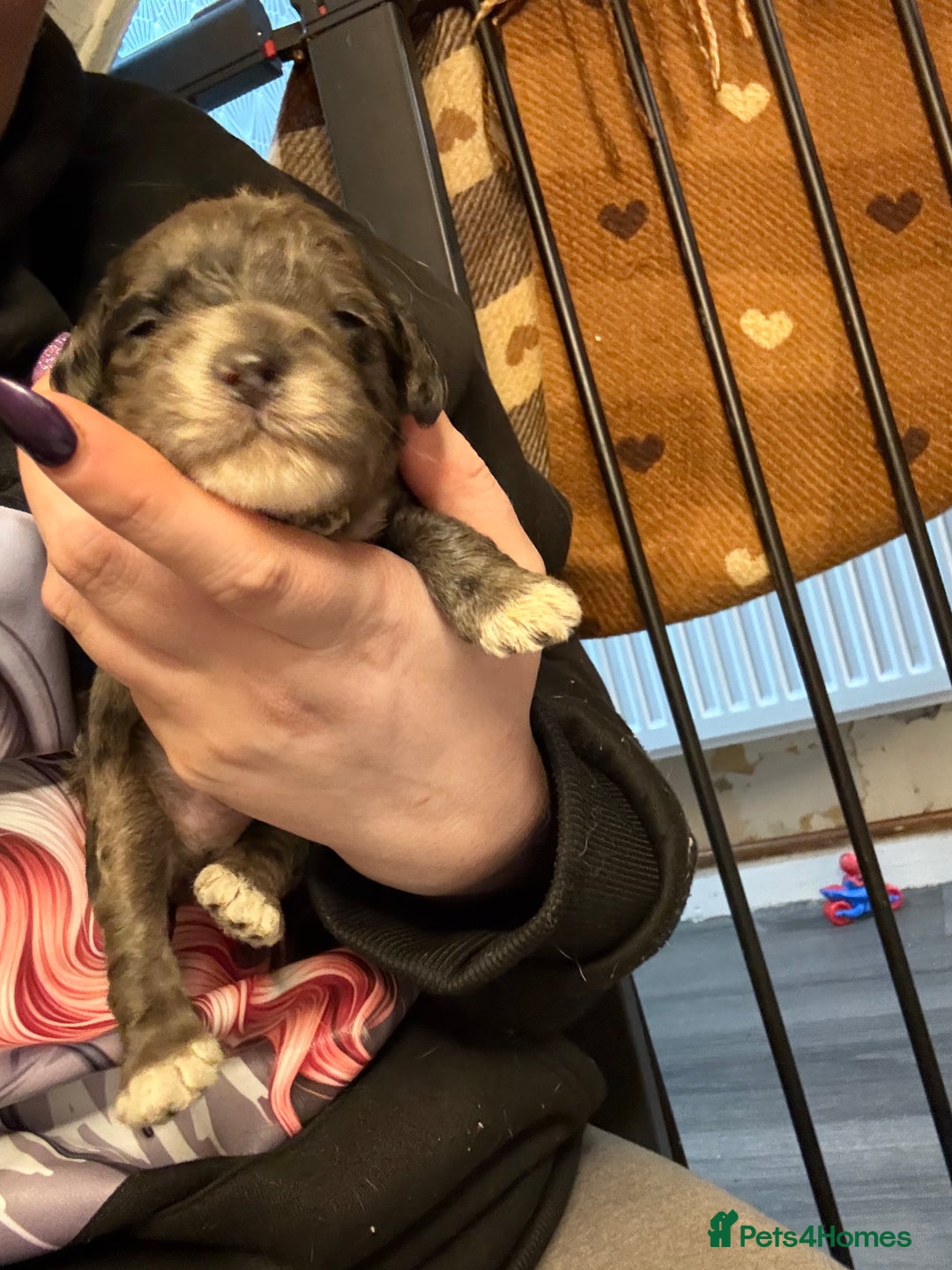 Cockapoo dogs for sale: 4 males and 1 female  - Advert 17