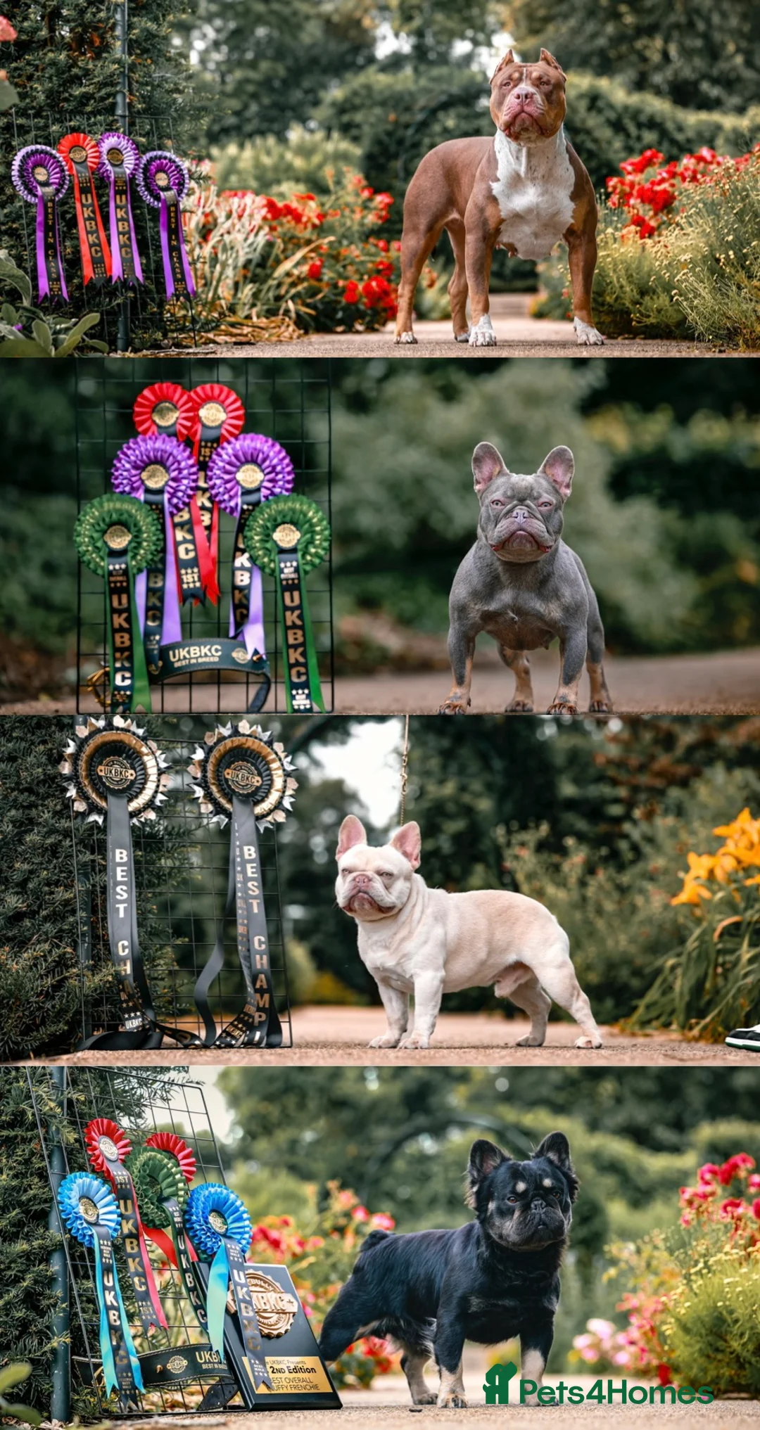 French Bulldog dogs for stud: Frenchie stud champion Flava  in Kings Langley - Advert 14