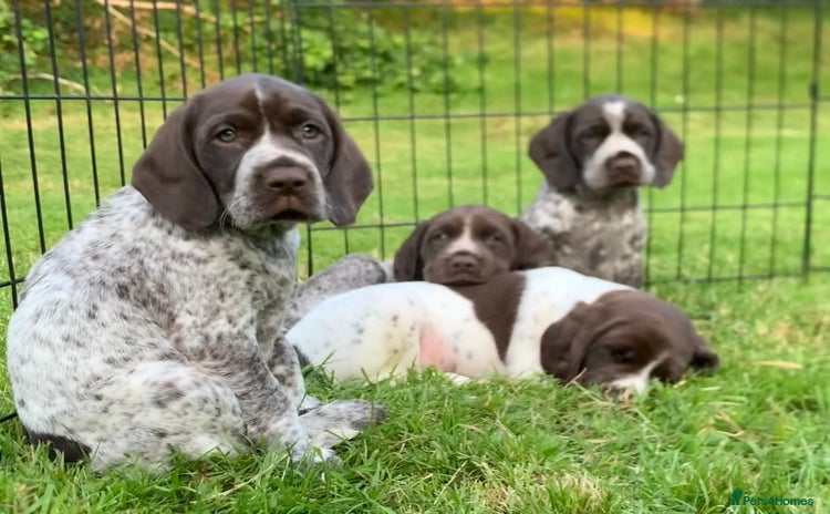 Mixed Breed dogs - Advert 1