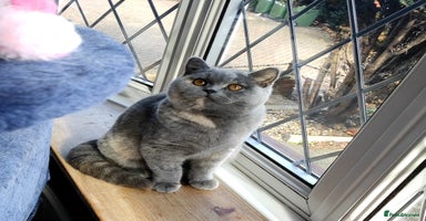 British Shorthair cats - Advert 15