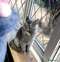 British Shorthair cats - Advert 15