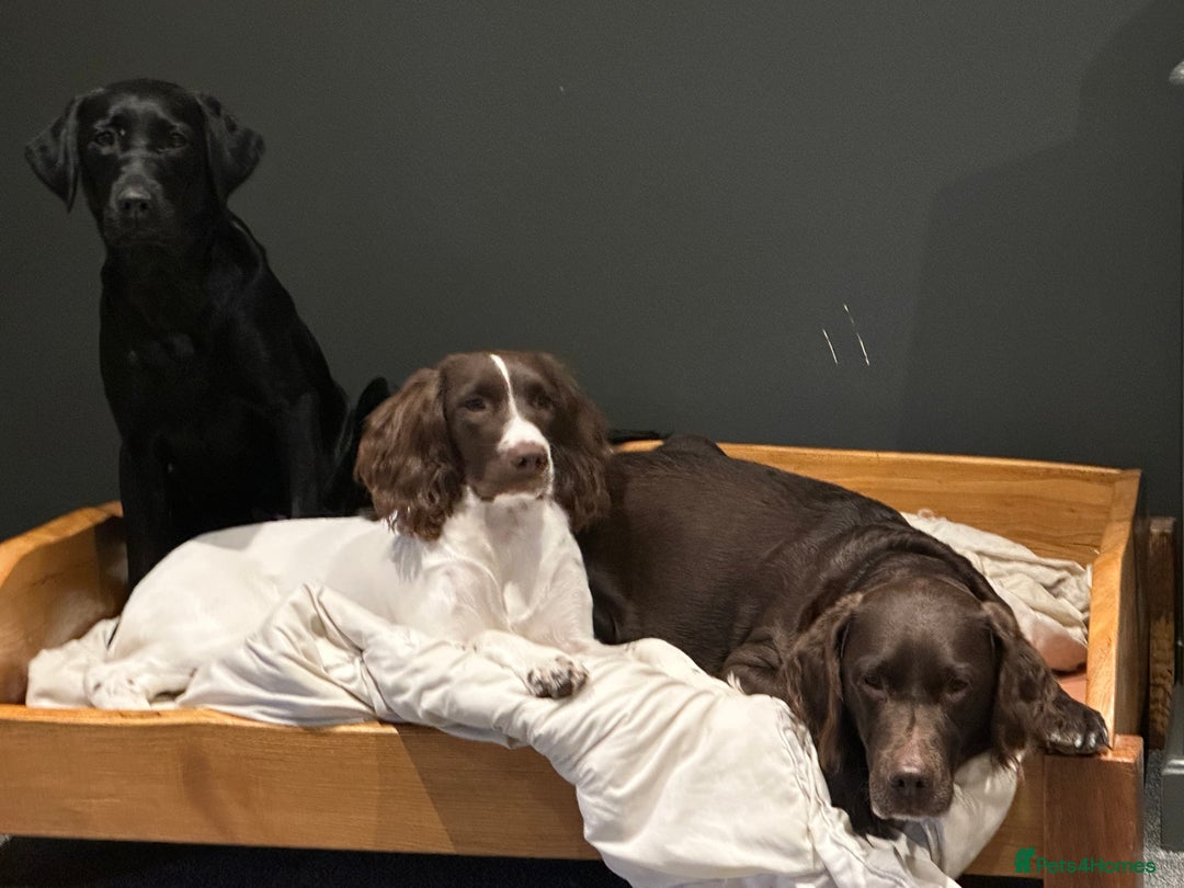 Springador dogs for sale: 4 Male Labrador available - Advert 21