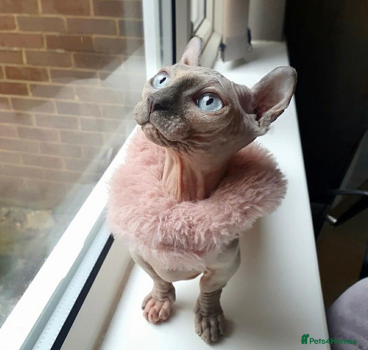 Sphynx cats Beauiful dwelf girl - Advert 6