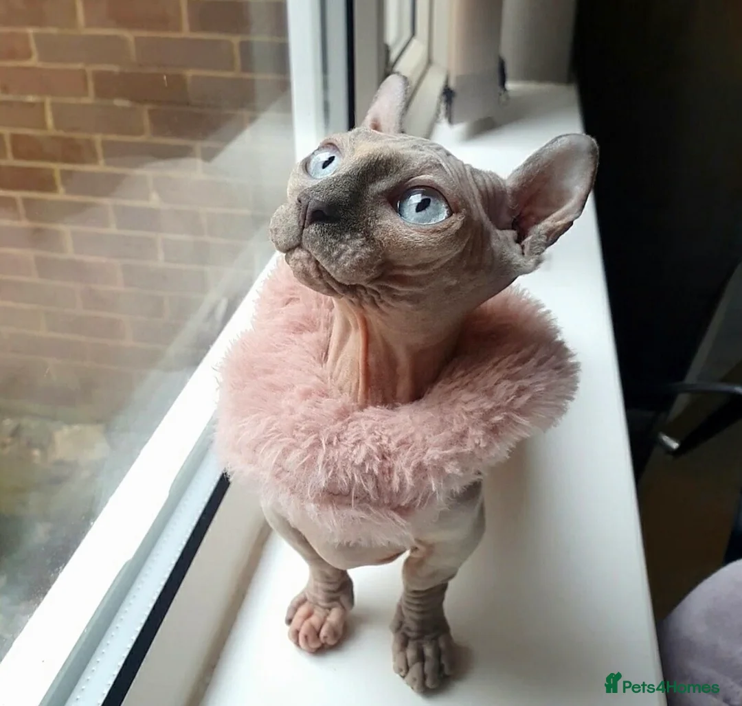 Sphynx cats for sale: Beauiful dwelf girl - Advert 1