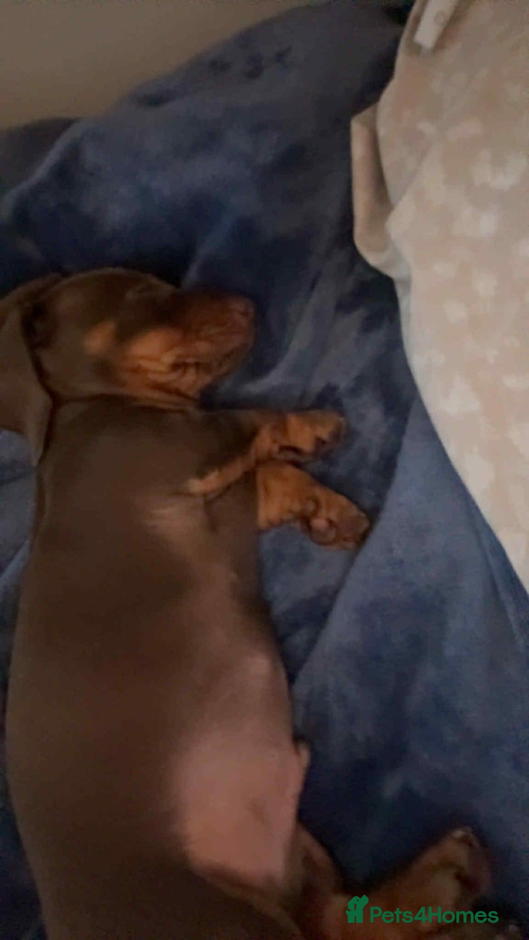 Dachshund dogs for sale: Cute puppy  - Image 2