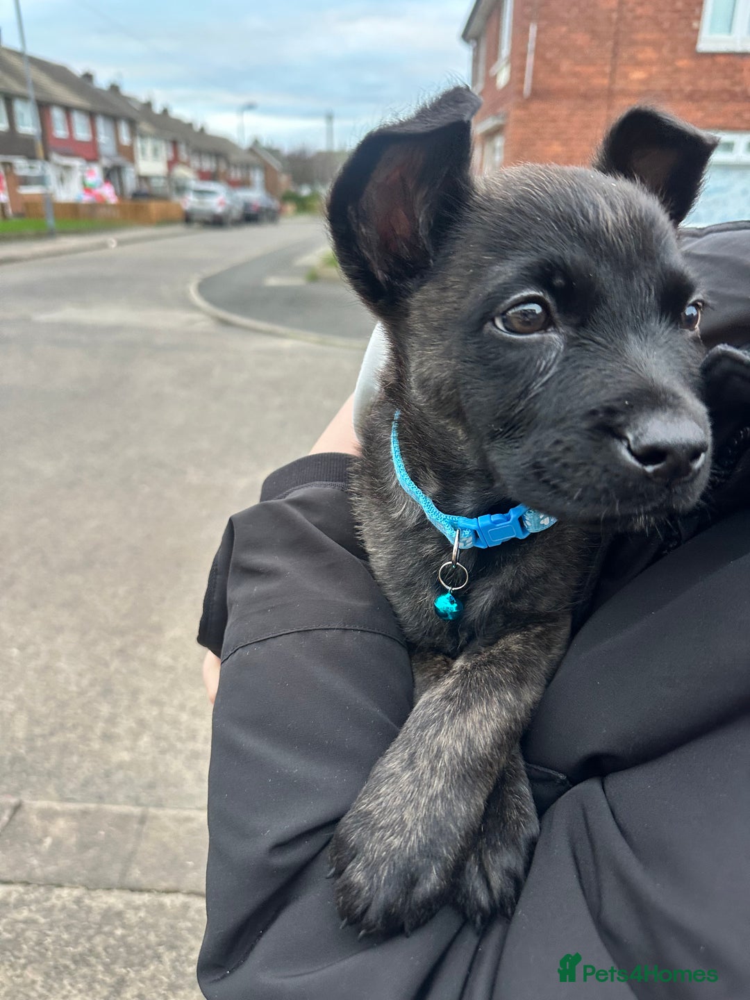 Mixed Breed dogs for sale: Belgium malinos x German shepherd - Advert 1