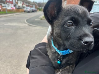 Mixed Breed dogs Belgium malinos x German shepherd - Advert 1