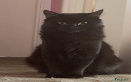 Mixed Breed cats for sale: Morpheus, BSH X Maine coon for sale  - Image 2