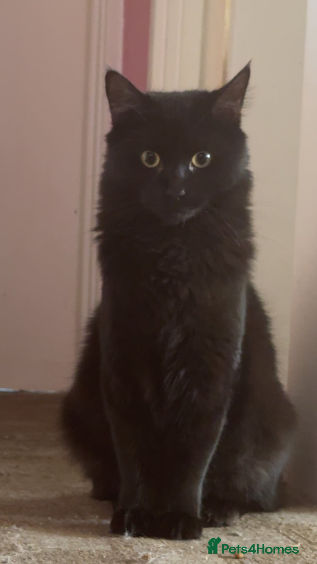 Mixed Breed cats for sale: Morpheus, BSH X Maine coon for sale  - Image 2
