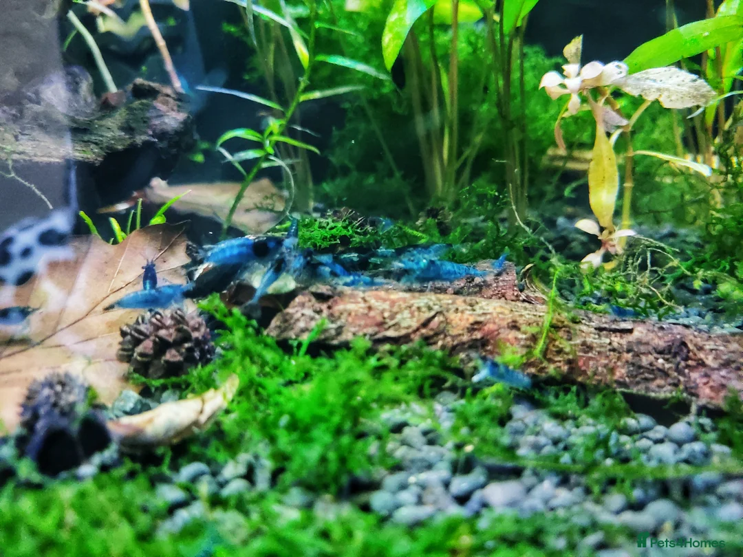 Shrimps fish for sale: Blune Neocardinia Shrimp  in Doncaster - Advert 2