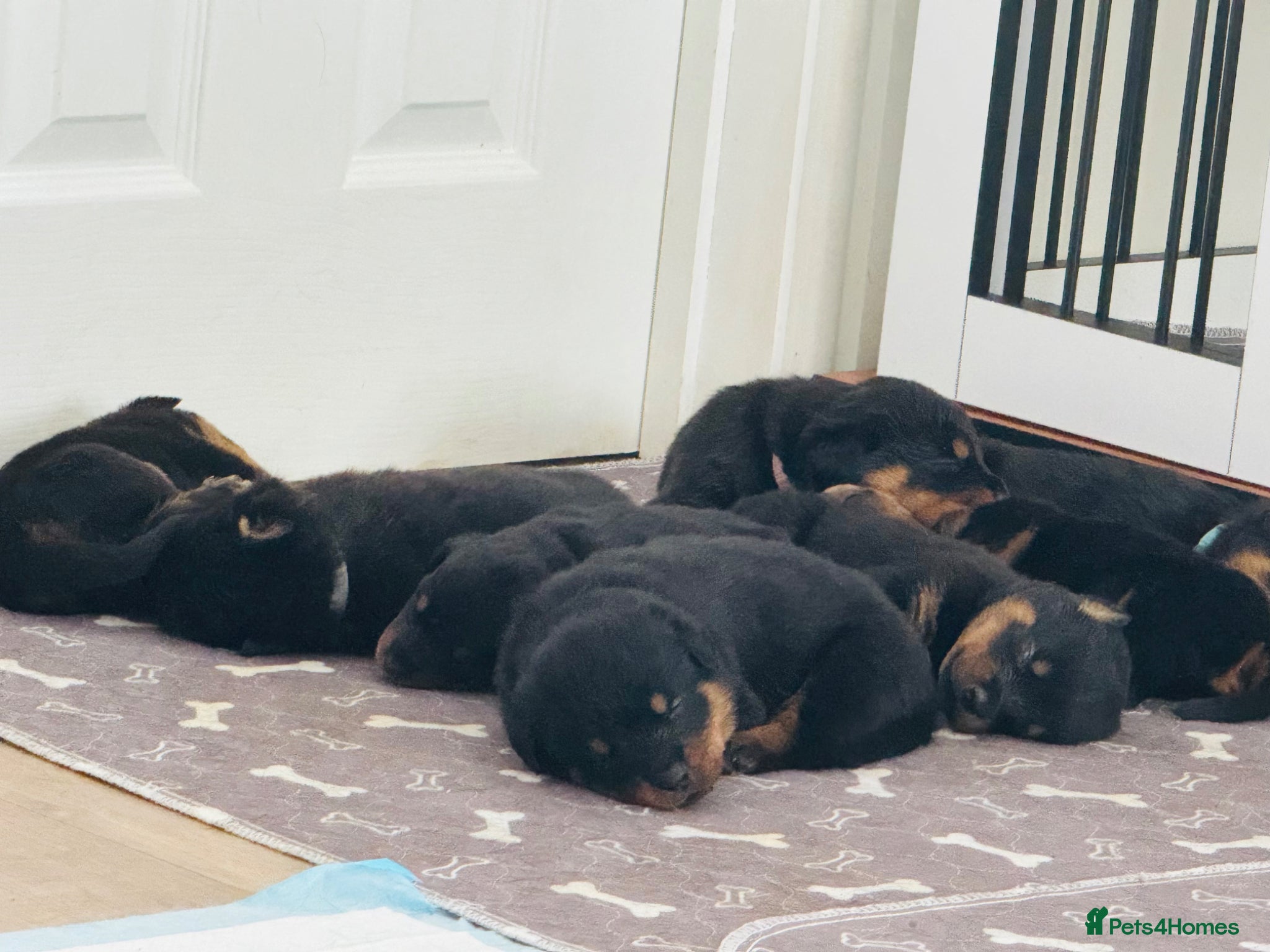 Rottweiler dogs for sale: Pedigree Rottweiler puppies for sale - Advert 17