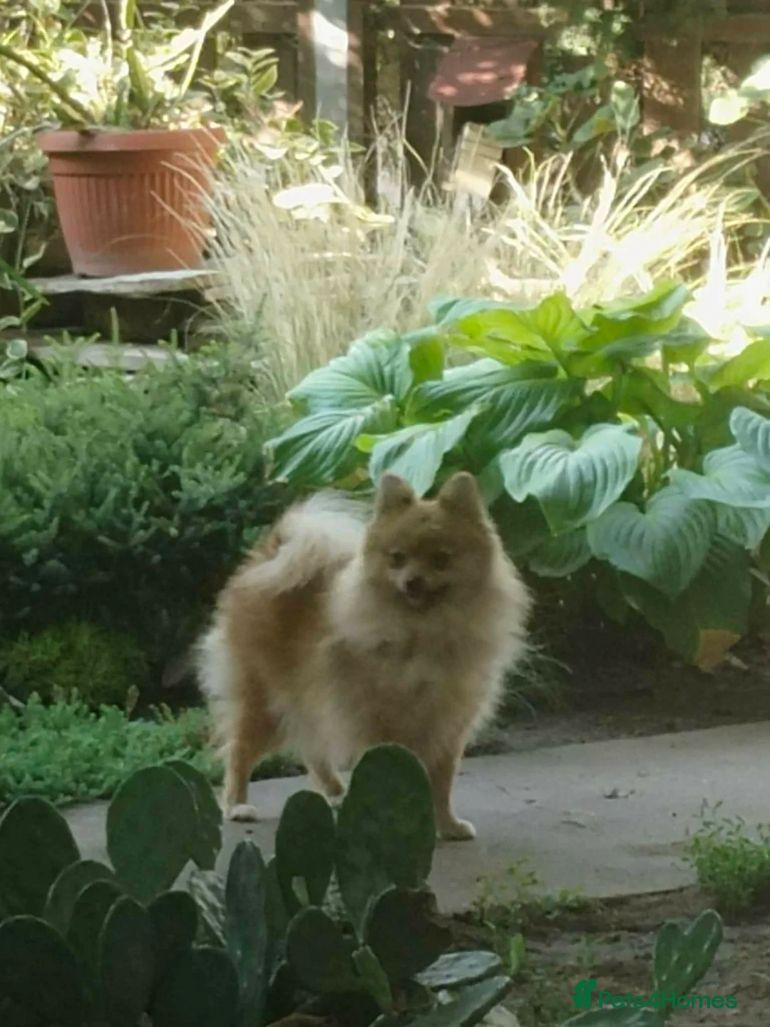 Pomeranian dogs for sale: Adorable Pomeranian boy  Available💫Coco - Advert 2