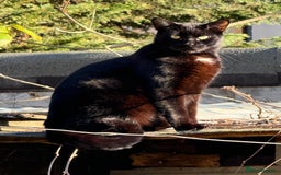 Bombay cats for sale: Paris the Bombay 🖤 - Image 1