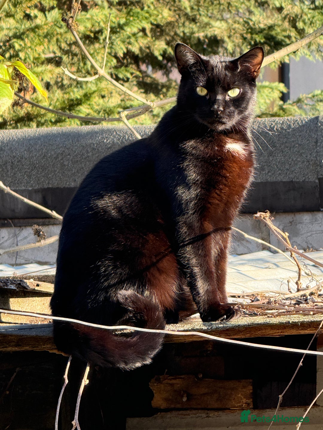 Bombay cats for sale: Paris the Bombay 🖤 - Image 1