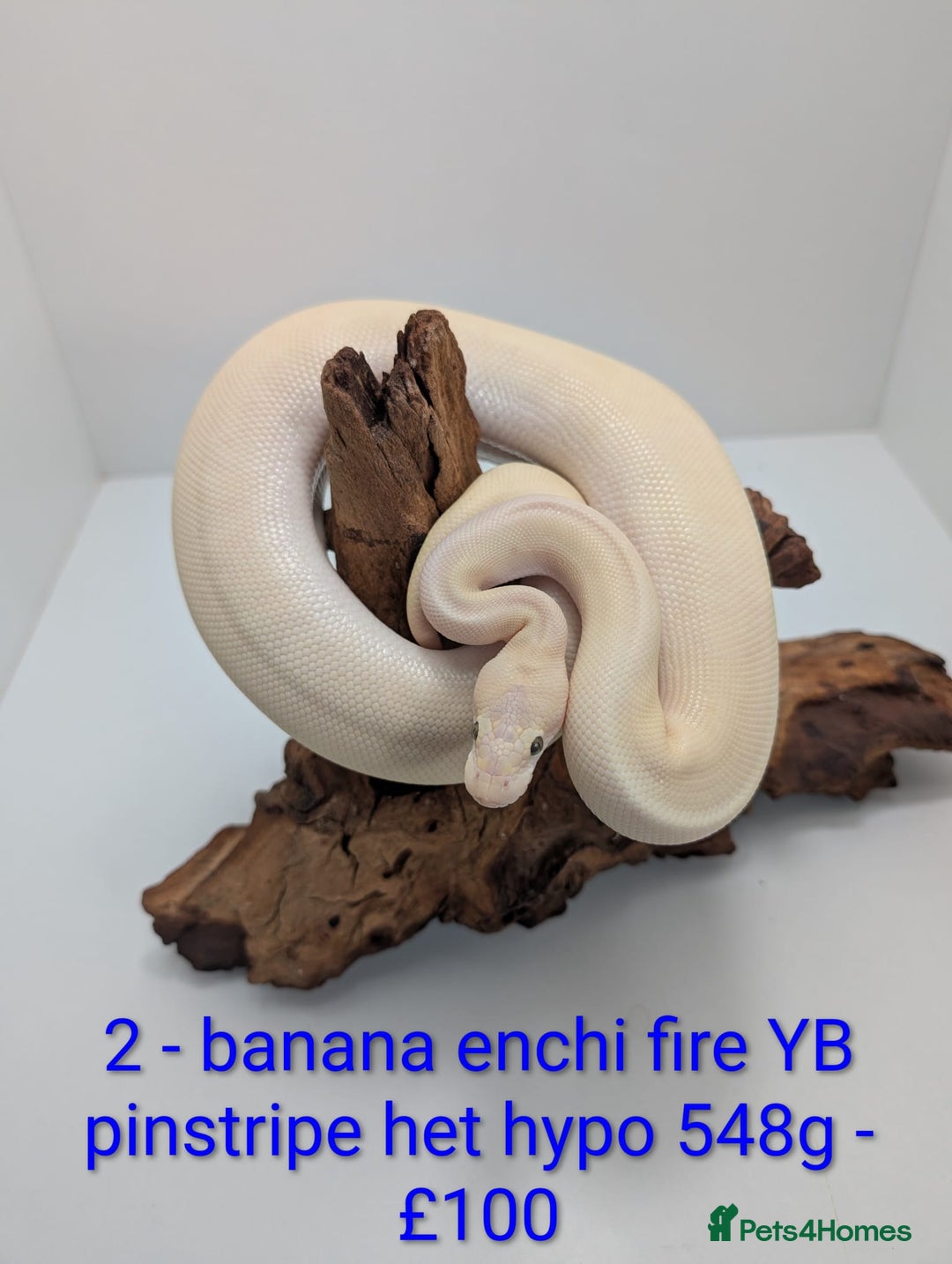 Python Snake reptiles for sale: Mixed morph ball pythons - Advert 2