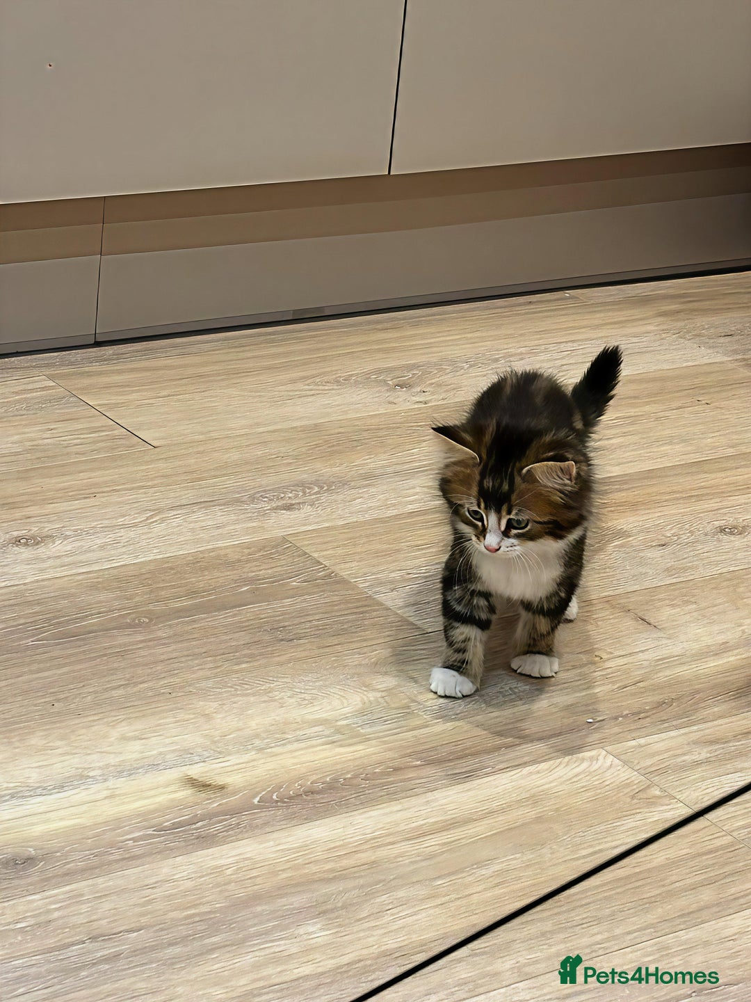 Siberian cats for sale: Adorable Siberian Forest Mix Kittens - Image 5