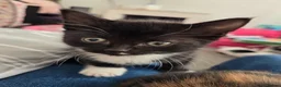 Mixed Breed cats for sale: 4 month old female kitten  - Advert 10