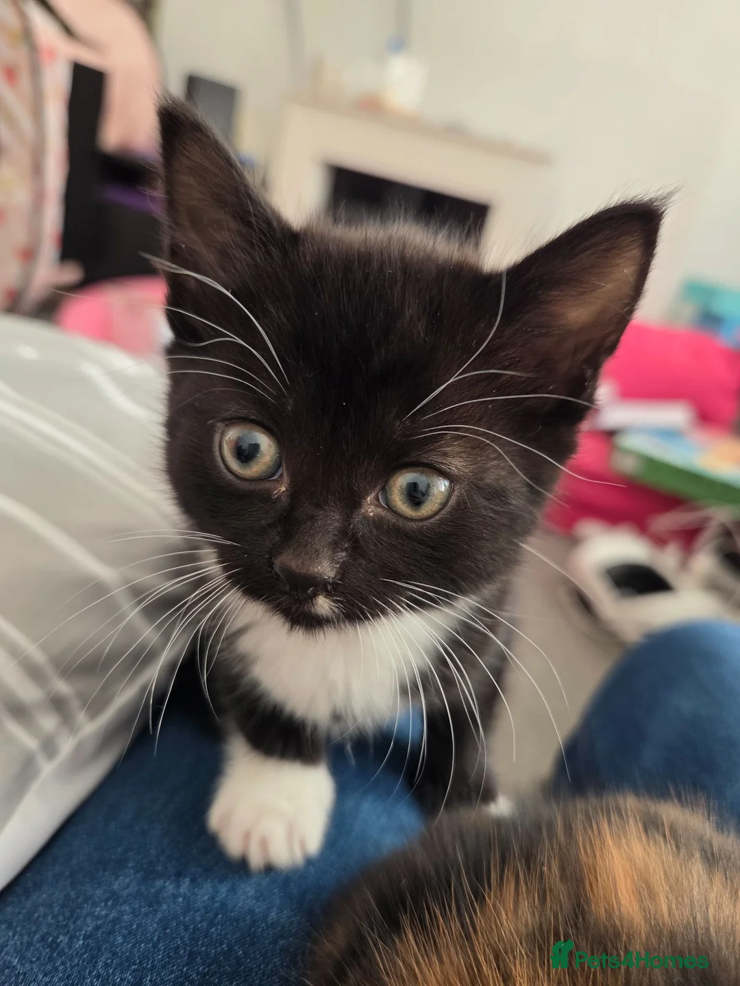 Mixed Breed cats for sale: 4 month old female kitten  - Advert 10