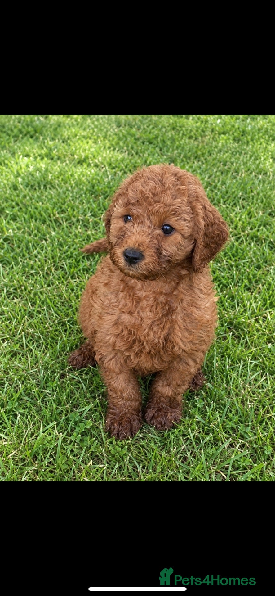 Cockapoo dogs cockerpoo puppies  - Advert 1
