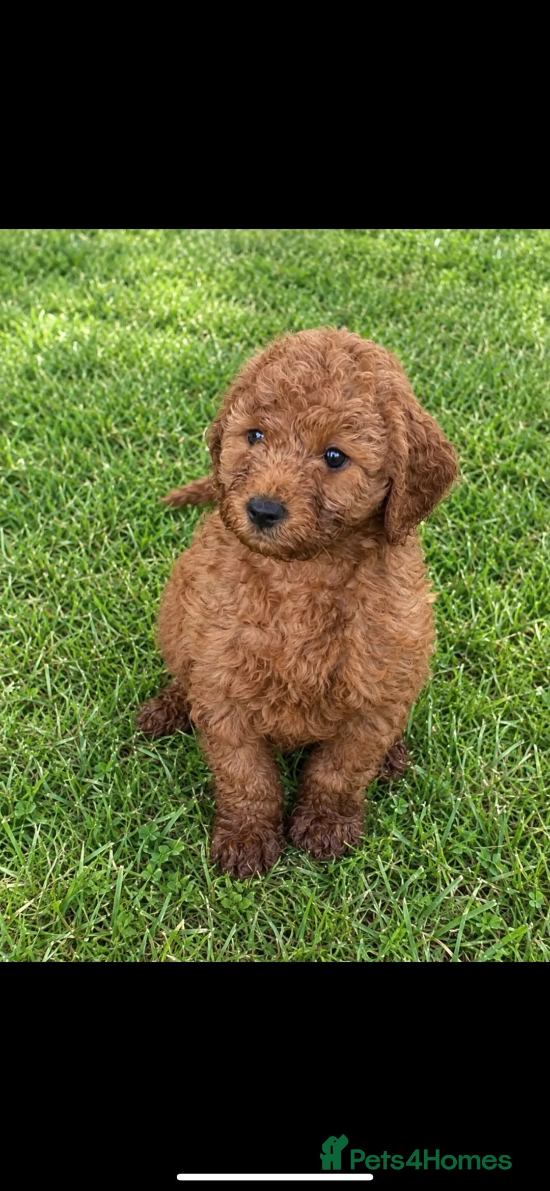 Cockapoo dogs for sale: cockerpoo puppies  - Advert 1