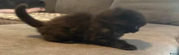 Mixed Breed cats for sale: Long hair kittens - Advert 10