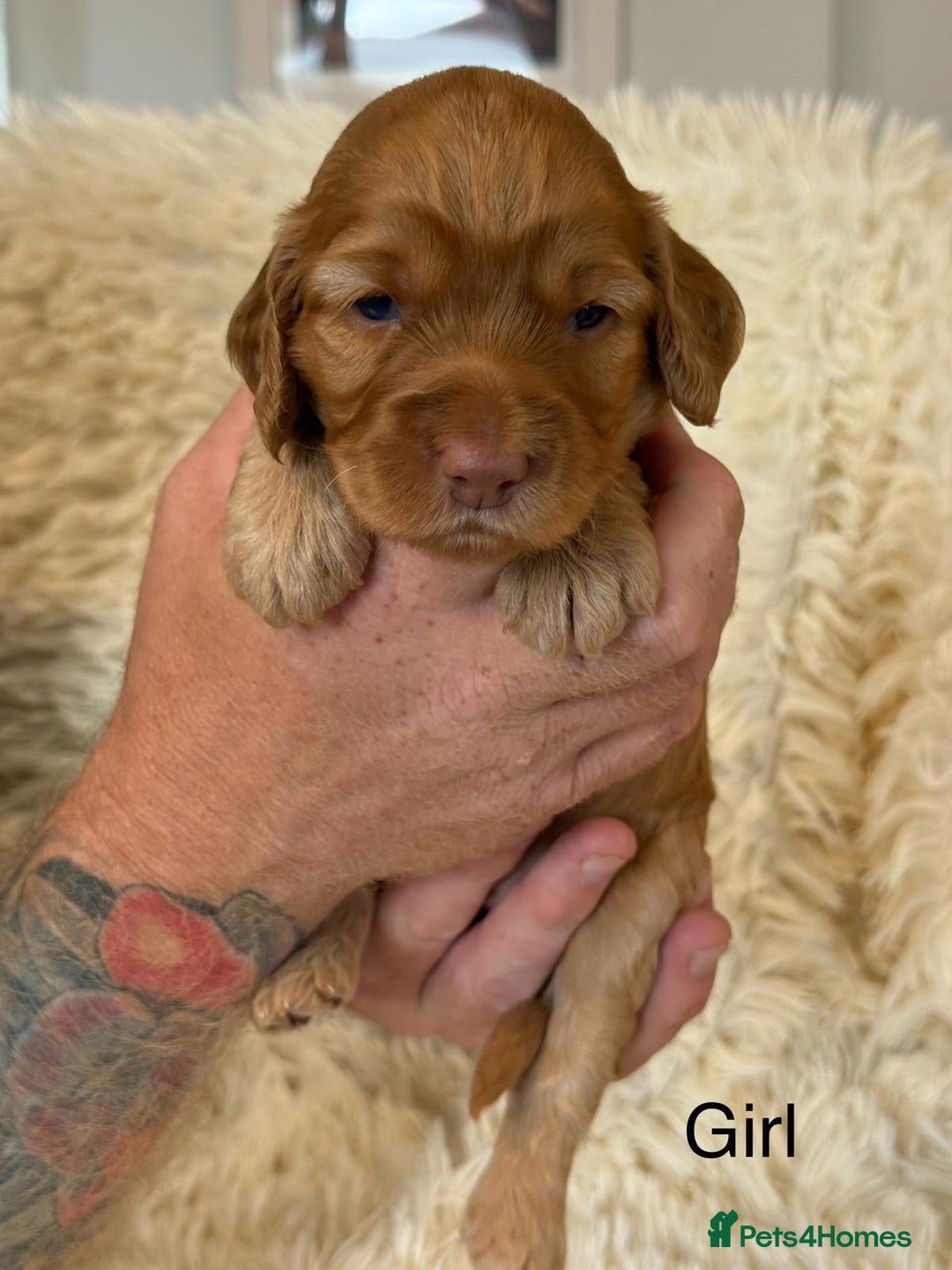 Cockapoo dogs for sale: beautiful merle cockapoo pups, ready 19th August - Image 4
