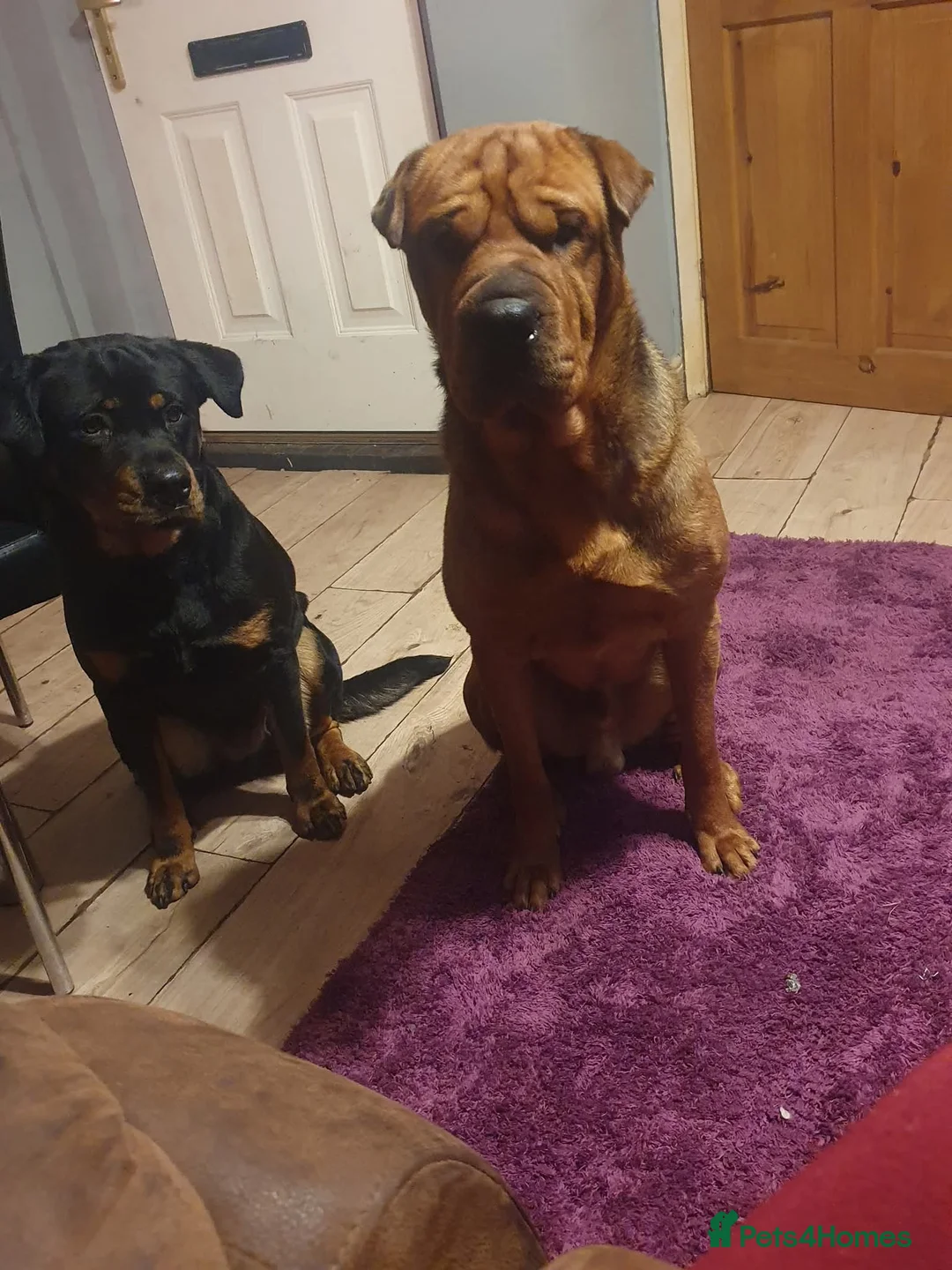 Rottweiler dogs for sale: Rottweiler - Advert 2