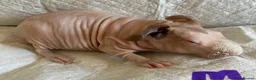 Guinea Pig rodents for sale: Skinny pig pups. Boys and girls  - Advert 11