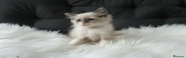 Ragdoll 2