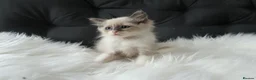 Ragdoll cats for sale: Gorgeous Ragdoll Babies - Advert 3