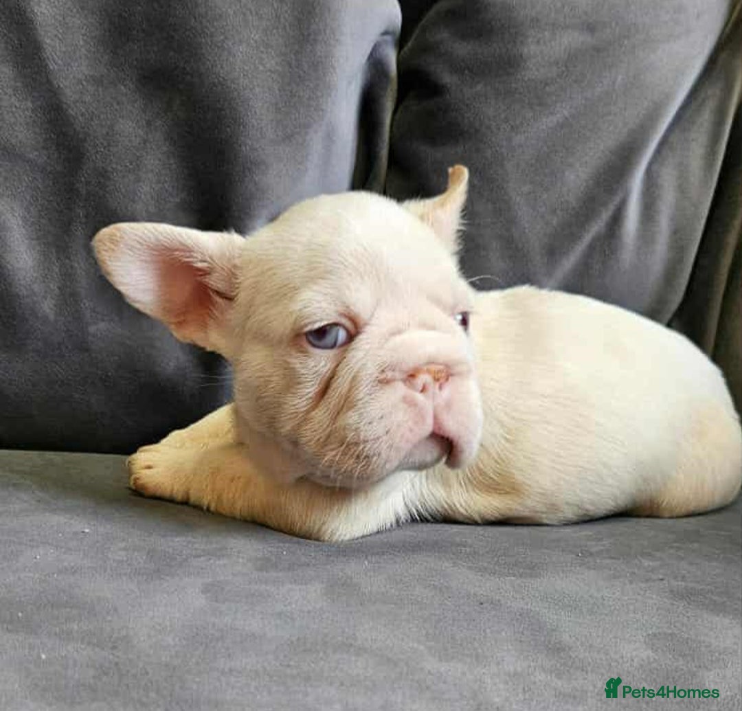 French Bulldog dogs for sale: French bulldog puppies - Advert 4