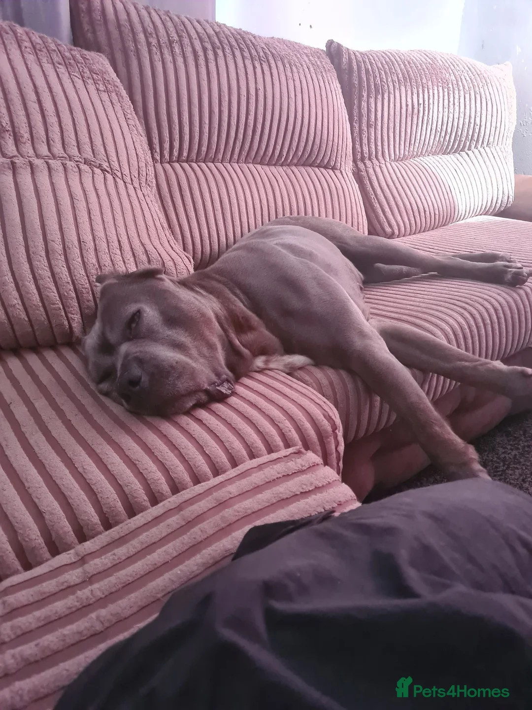 Cane Corso dogs for stud: 7yr cane corso female - Advert 4