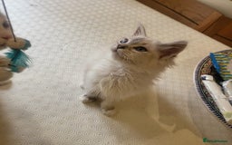 Ragdoll cats for sale:  ragdoll - Image 22