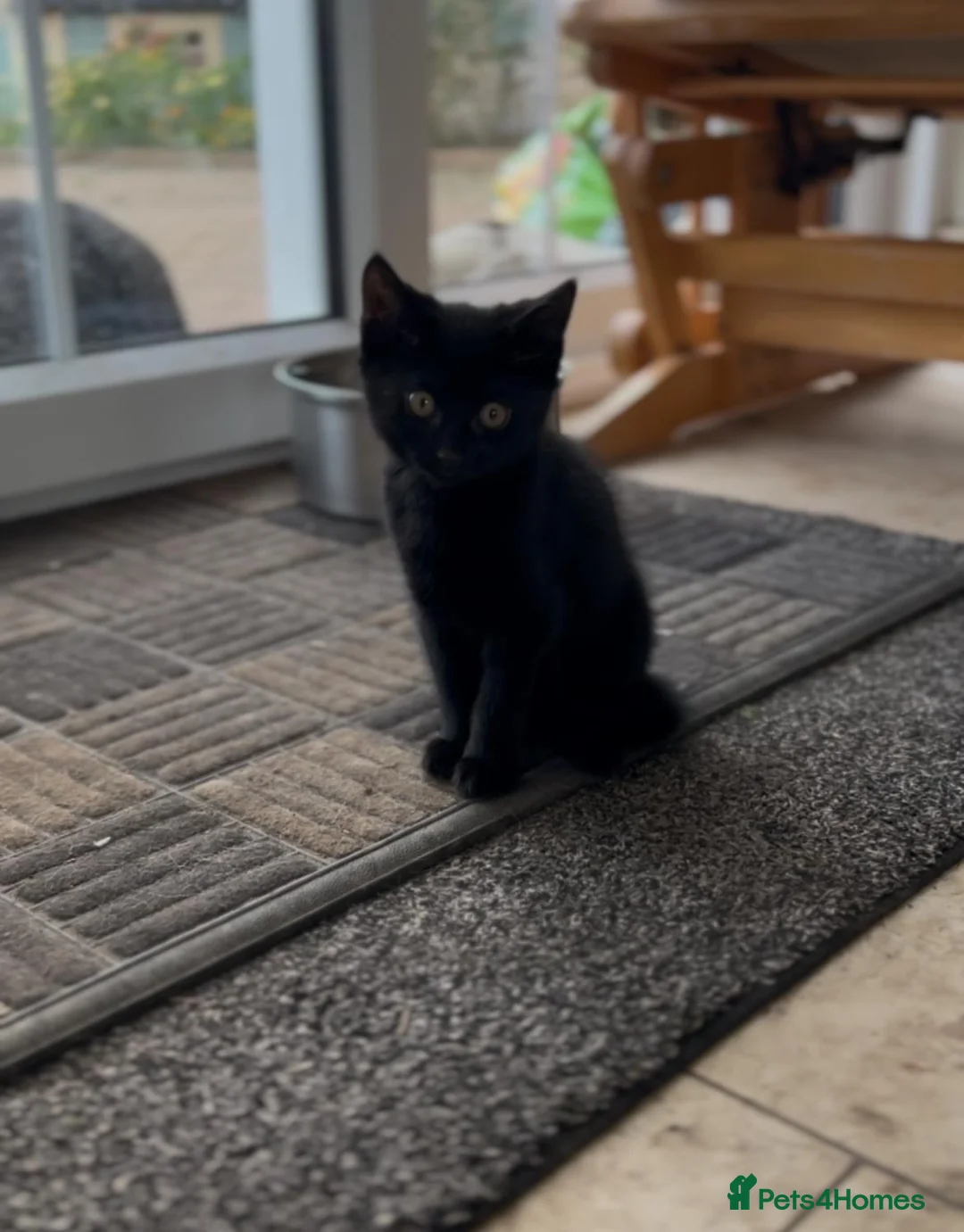 Mixed Breed cats for sale: 3 playful boys looking for a new home.  in Linlithgow - Advert 4