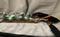 Jack Russell dogs for sale: Minature jack russel pupies  - Image 7