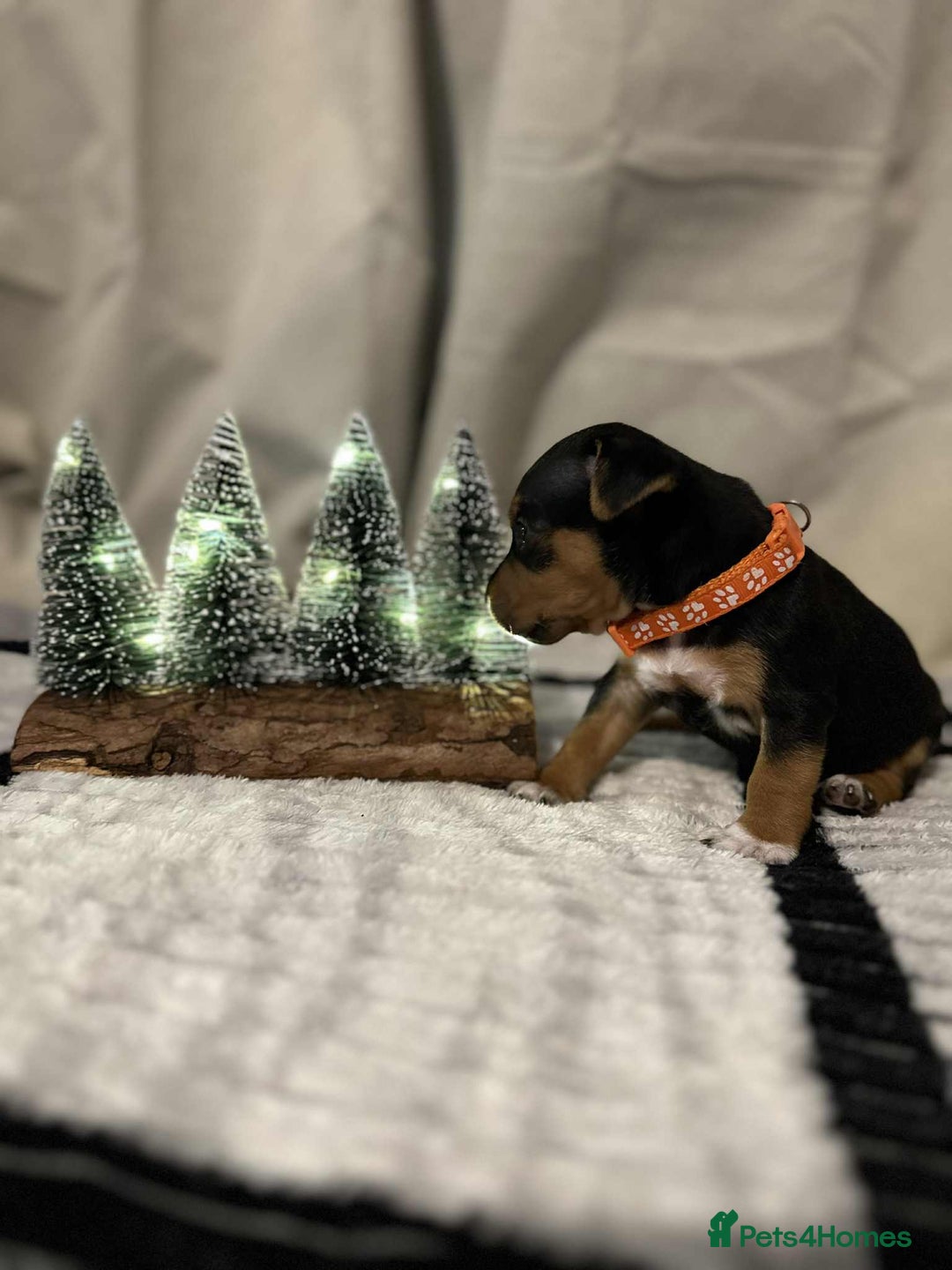 Jack Russell dogs for sale: Minature jack russel pupies  - Image 7