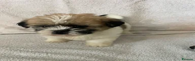 Shih Tzu Puppy 2