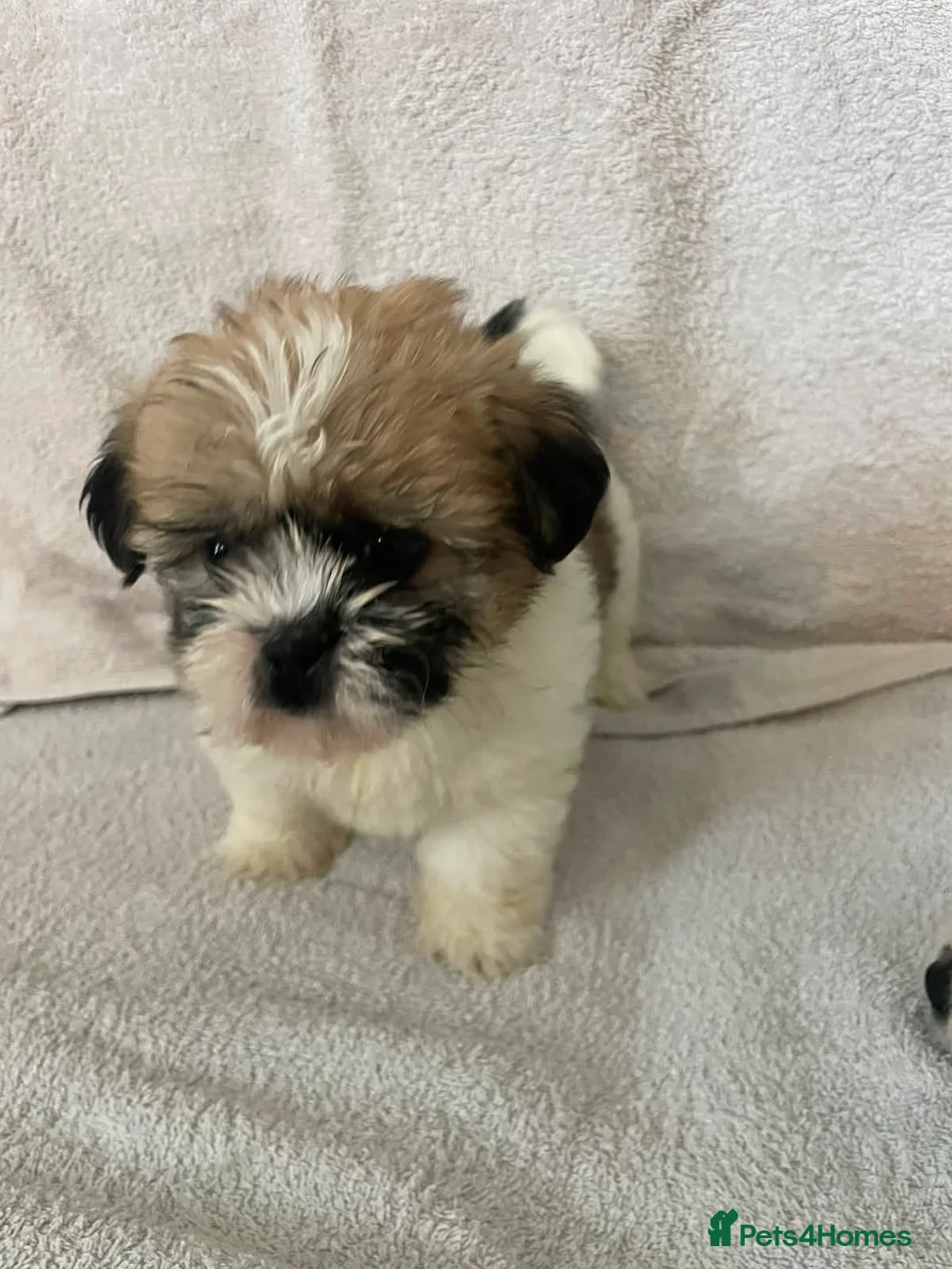 Shih Tzu dogs for sale: 2 shih tzu puppies for sale in Southend-on-Sea - Advert 10