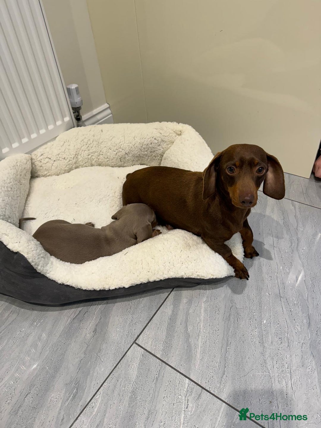 Dachshund dogs for sale: Dachshund puppies - Advert 2