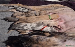 Lurcher dogs for sale: Saluki Lurcher  - Image 7