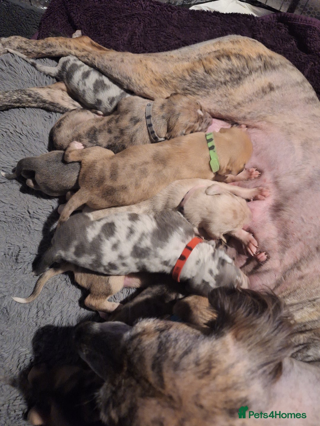 Lurcher dogs for sale: Saluki Lurcher  - Image 7