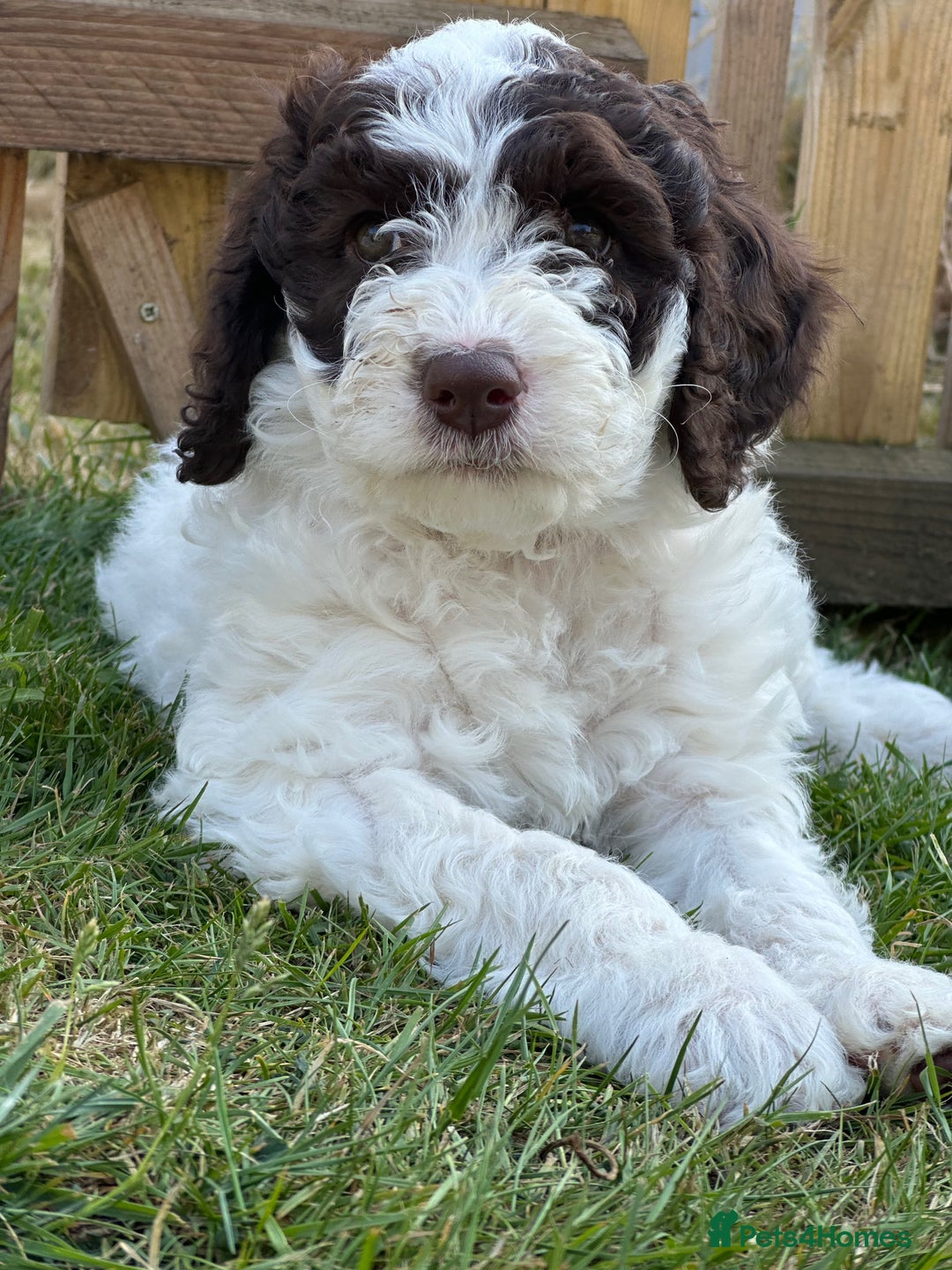 Labradoodle dogs for sale: Beautiful Puppies Ready for the Summer Holidays - Image 25