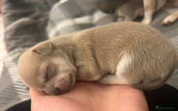 Chihuahua dogs for sale: Stunning smooth coat chihuahua puppies  - Image 7
