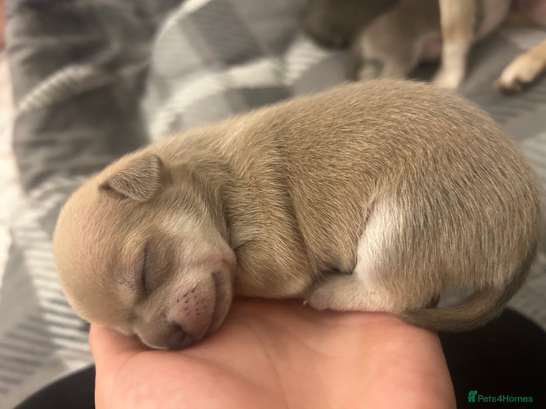 Chihuahua dogs for sale: Stunning smooth coat chihuahua puppies  - Image 7