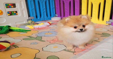 Pomeranian dogs - Advert 11