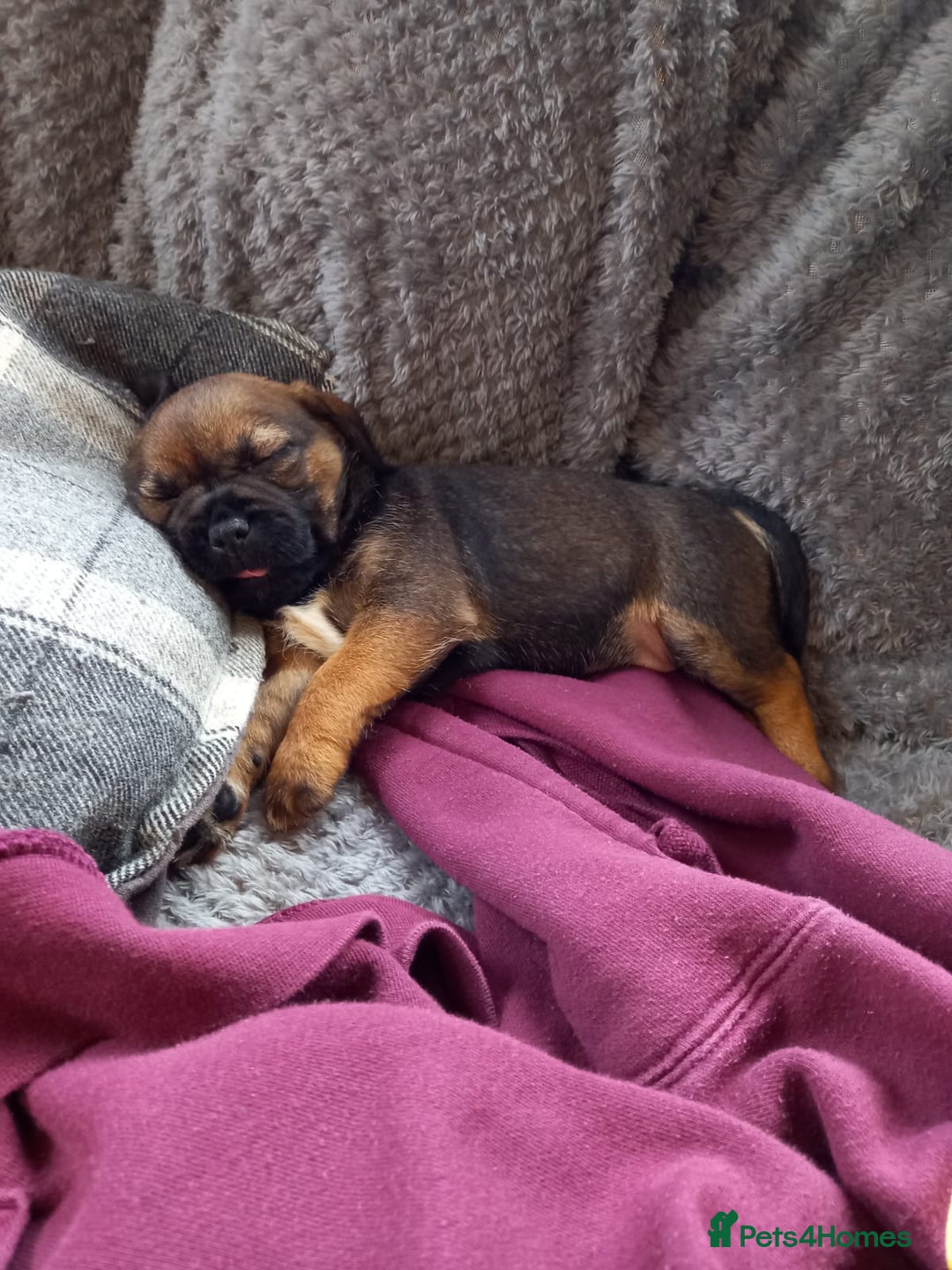 Border Terrier dogs for sale: Kc reg border terrier dog pups  - Advert 2