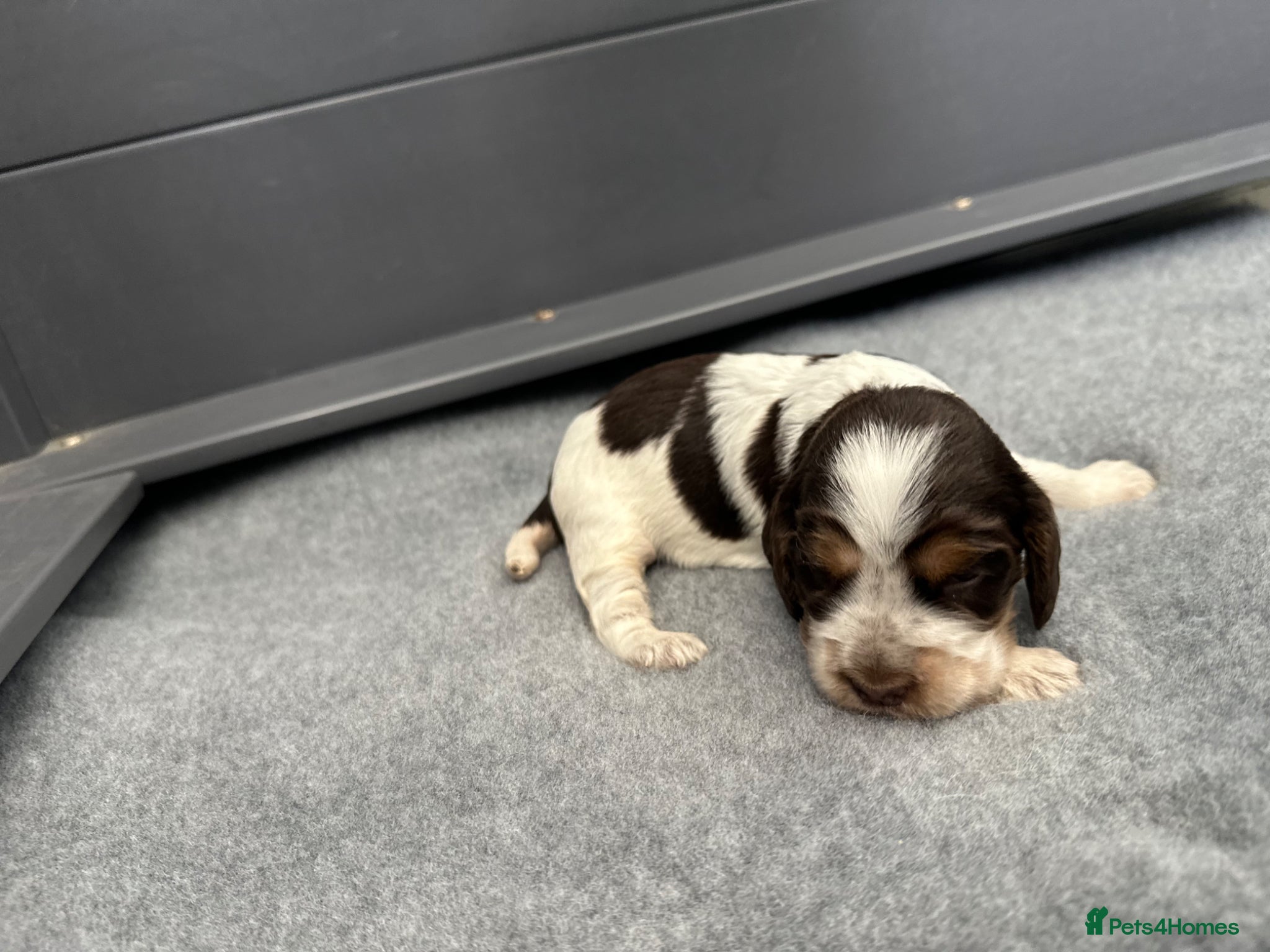 Cocker Spaniel dogs Exceptional show cocker spaniel puppies - Advert 1