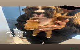 Boxer dogs for sale: Beautiful Boxer Puppies  🐾 - Image 20